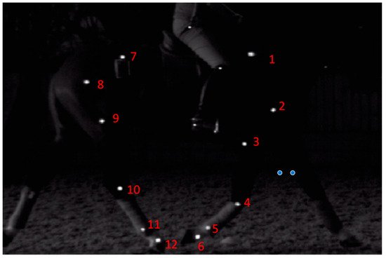https://www.mdpi.com/animals/animals-09-00842/article_deploy/html/images/animals-09-00842-g003-550.jpg